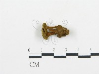 集毛菌屬藏品圖，第1張