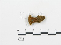 集毛菌屬藏品圖，第3張