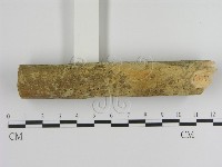絲齒菌屬藏品圖，第1張
