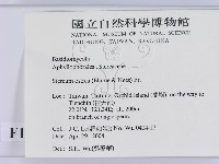 蠔韌革菌藏品圖，第2張