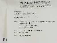絲皮菌屬藏品圖，第2張