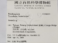 銀耳屬藏品圖，第2張