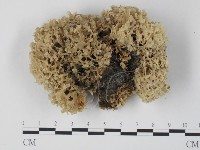 銀耳屬藏品圖，第1張