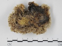 銀耳屬藏品圖，第3張