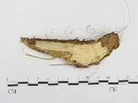 木層孔菌屬藏品圖，第3張