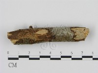 剛毛絲皮菌藏品圖，第1張