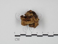 登錄號:F0016563藏品圖，第1張