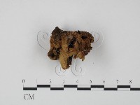 登錄號:F0016563藏品圖，第3張