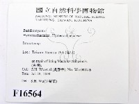 金邊纖孔菌藏品圖，第2張
