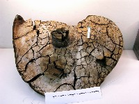 金邊纖孔菌藏品圖，第1張