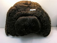 金邊纖孔菌藏品圖，第3張