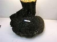 金邊纖孔菌藏品圖，第4張