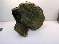 金邊纖孔菌藏品圖，第5張