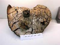 金邊纖孔菌藏品圖，第6張
