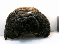 金邊纖孔菌藏品圖，第7張
