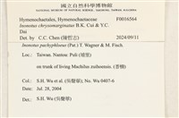 金邊纖孔菌藏品圖，第8張