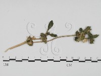 登錄號:F0016566藏品圖，第1張