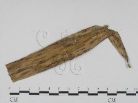 登錄號:F0016568藏品圖，第3張