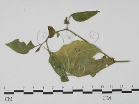 登錄號:F0016569藏品圖，第1張