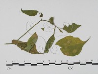 登錄號:F0016569藏品圖，第3張