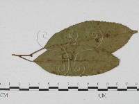 登錄號:F0016570藏品圖，第1張