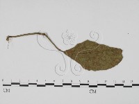 登錄號:F0016571藏品圖，第3張