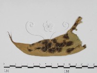 登錄號:F0016574藏品圖，第3張