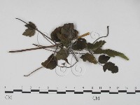 登錄號:F0016575藏品圖，第1張