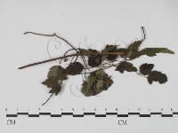 登錄號:F0016575藏品圖，第3張