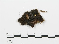 登錄號:F0016582藏品圖，第3張