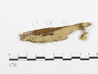 登錄號:F0016583藏品圖，第1張