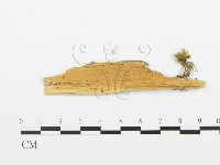 登錄號:F0016583藏品圖，第3張