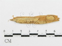 登錄號:F0016584藏品圖，第1張