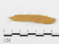 登錄號:F0016584藏品圖，第3張