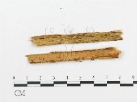 登錄號:F0016589藏品圖，第1張