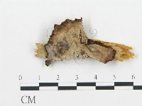 登錄號:F0016599藏品圖，第1張