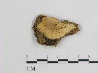 登錄號:F0016603藏品圖，第1張