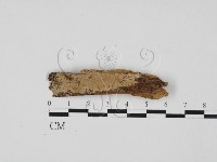 登錄號:F0016605藏品圖，第1張