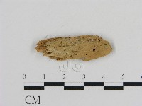 登錄號:F0016614藏品圖，第1張