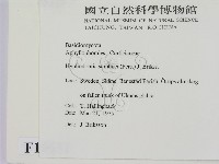 冇骨消絲齒菌藏品圖，第2張