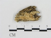 登錄號:F0016633藏品圖，第1張