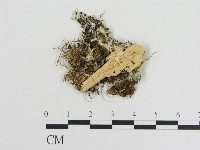 登錄號:F0016645藏品圖，第1張