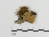 登錄號:F0016645藏品圖，第3張