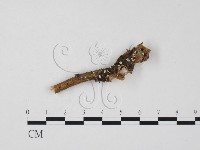 登錄號:F0016647藏品圖，第1張