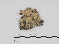 登錄號:F0016652藏品圖，第1張