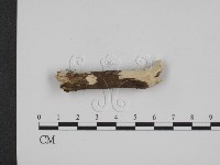 登錄號:F0016653藏品圖，第1張