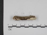 登錄號:F0016653藏品圖，第3張