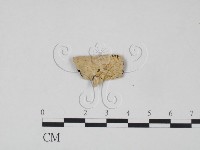 登錄號:F0016654藏品圖，第1張