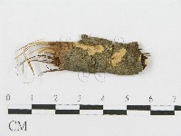 登錄號:F0016676藏品圖，第1張