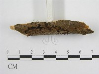 登錄號:F0016678藏品圖，第4張